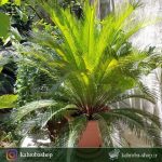 گیاه مادری سیکاس ( Cycas) مخصوص فضاهای بیرونی و محوطه های باز