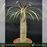بذر نخل گیی ( پاچیپودیوم گیی ) - Pachypodium Geayi با قوه نامیه بالا