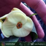 مرجان گلدرشت رنگ گل سفید ( Euphorbia Milii ) - سایز گلدان هشت