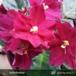 گیاهچه بنفشه آفریقایی گلدار- رنگ گل جگری - سایز گلدان هشت