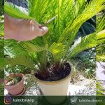 گیاه سیکاس ( Cycas) مخصوص فضاهای بیرونی و محوطه های باز- دو تایی