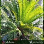 گیاه سیکاس ( Cycas) مخصوص فضاهای بیرونی و محوطه های باز- سایز متوسط
