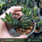 هاورتیا آتنوتا ستونی چند شاخه( haworthia attenuata )- سایز گلدان هشت