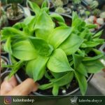 هاورتیا هیبرید کلکسیونی و خاص مادری پر بچه ( Haworthia Hybride)- سایز گلدان 14