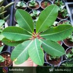 افوربیا خاص و کلکسیونی برگری ( Euphorbia neohumbertii ) - سایز گلدان شش
