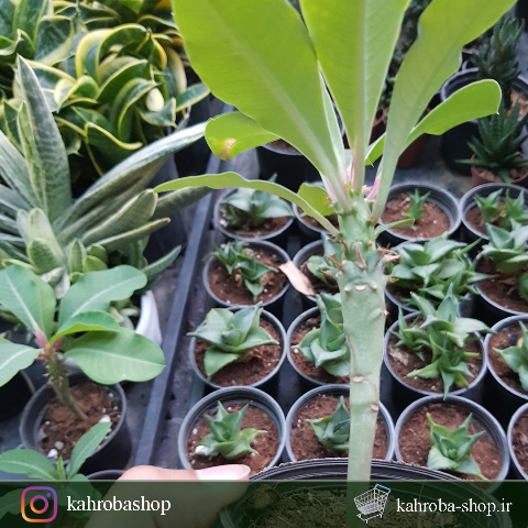 افوربیا خاص و کلکسیونی برگری ( Euphorbia neohumbertii ) - سایز گلدان شش