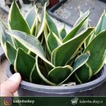 سانسوریا بلک گلد مطبق مادری دارای پاجوش (sansevieria black gold) -