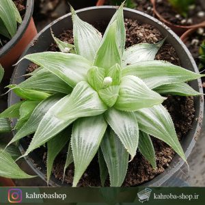 هاورتیا آکیومیناتا ابلق ( Haworthia Magnifica Var. Acuminata )