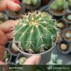 کاکتوس ملو 4 ساله (Melo cactus) - سایز گلدان هشت پر